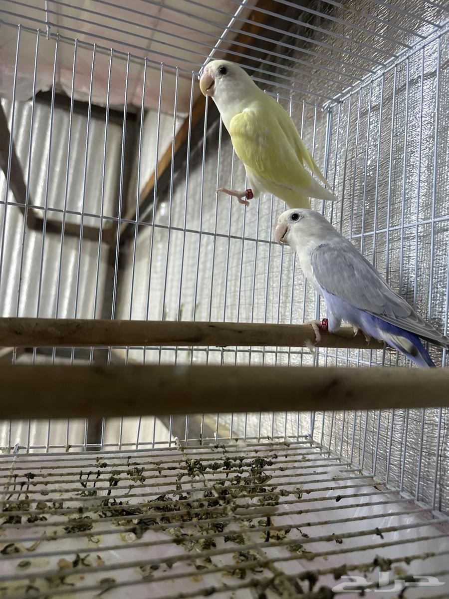 Pistachio product available on condition64581210458370112