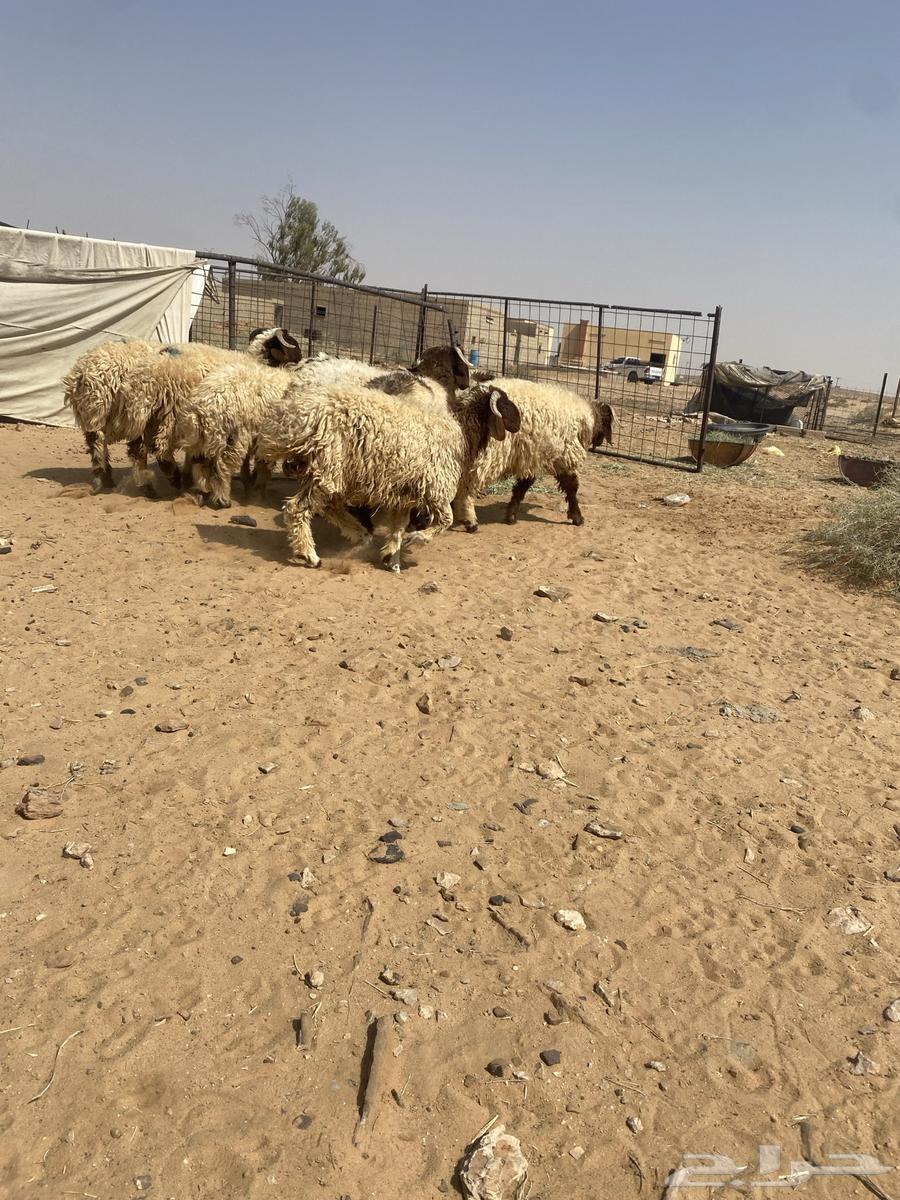 بهم نعيم جذعان جبره64581732414337111