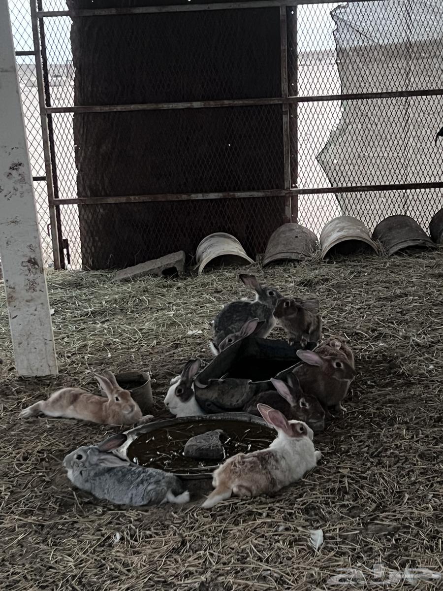 أرانب بلدي64574818652033111