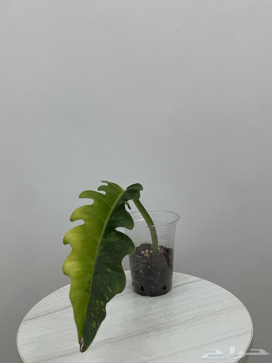 نباتات طبيعية64584305900673114