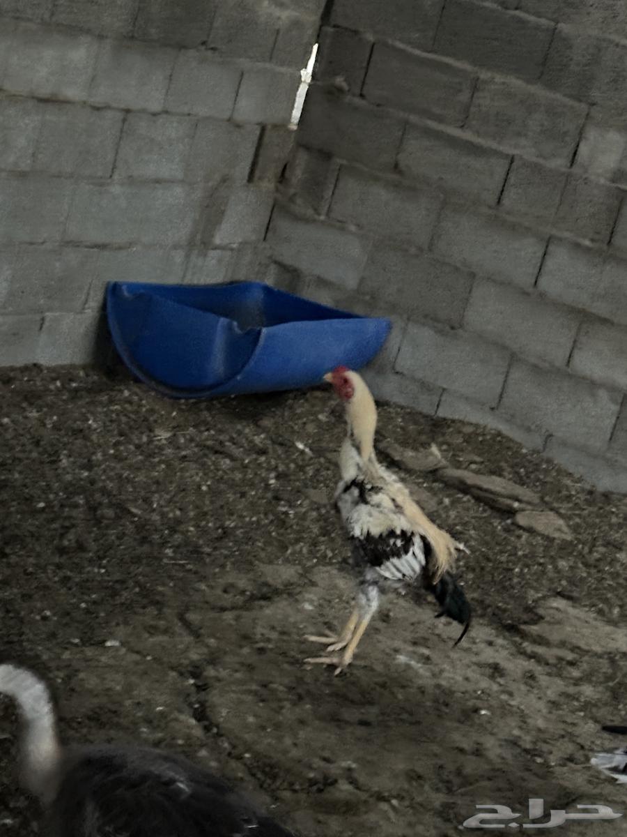 ديك هندي اصلي64582965471619110