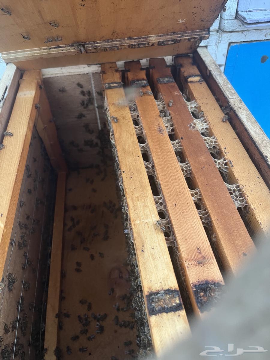 نحل بلدي للبيع فرنجي سحاب ومحايلي64587181862913114