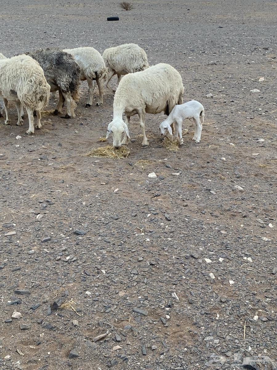 غنم حريات العدد 20 معها 8 غنم بر الموقع الحناكيه64581073147521114