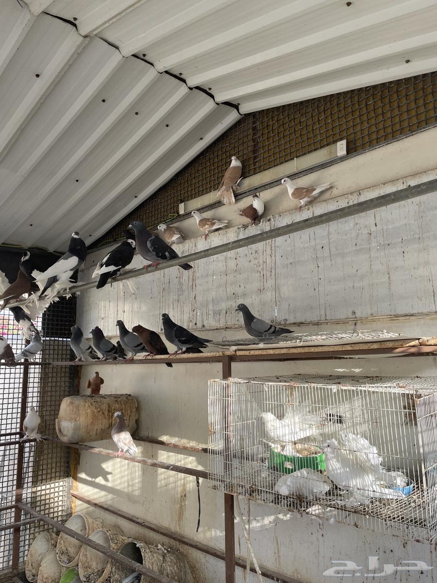 للبيع مجموعة حمام زينة اجوز منتجه64581183142146113