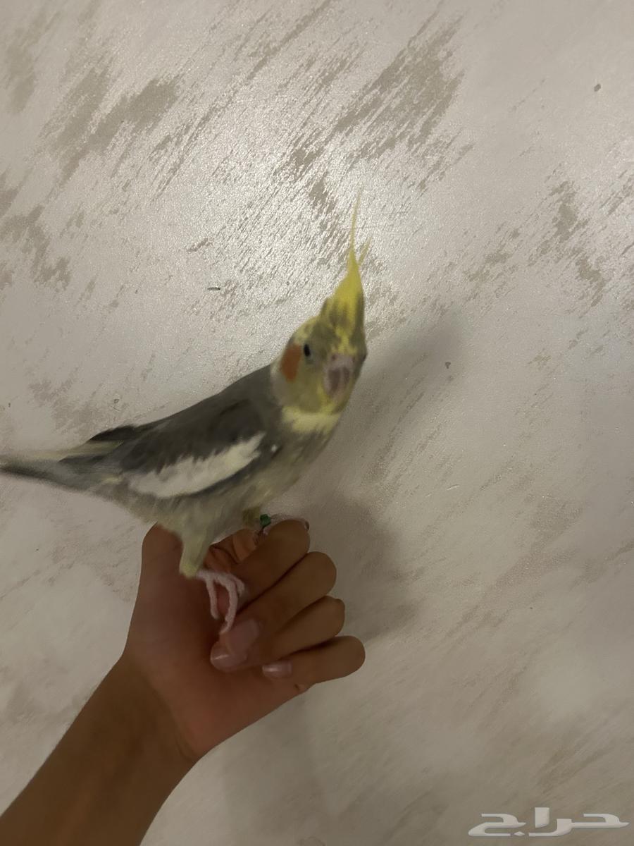 ببغاء كروان متكلم للبيع64587540594563110
