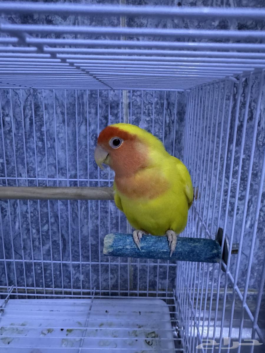 Birds of the Day64586526673923110