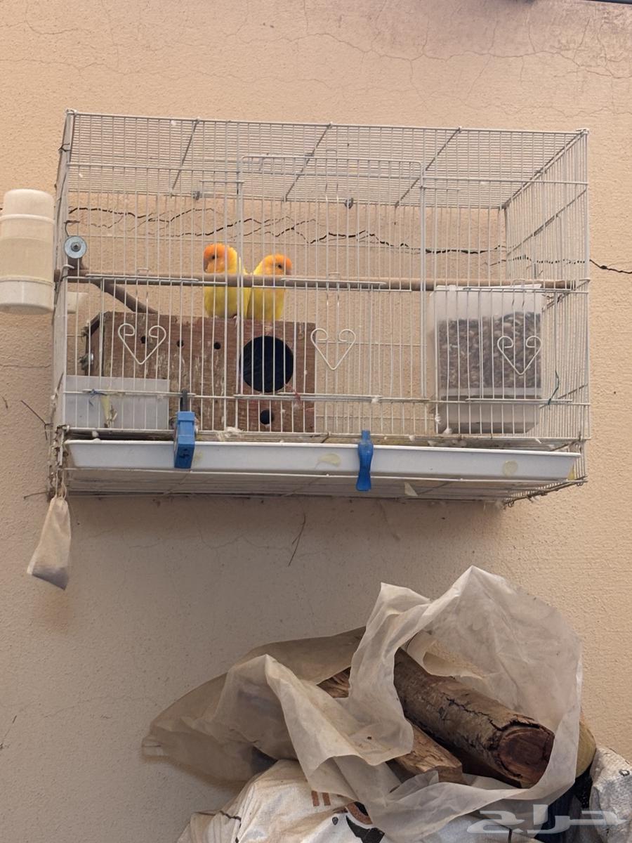 اجواز طيور روز منتجه64582924163329111