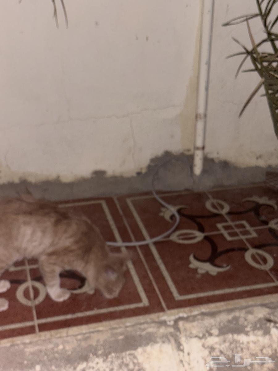 بسه للبيع با 1564586164717699114