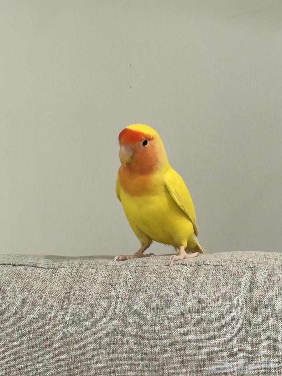 طير روز64581525204865110