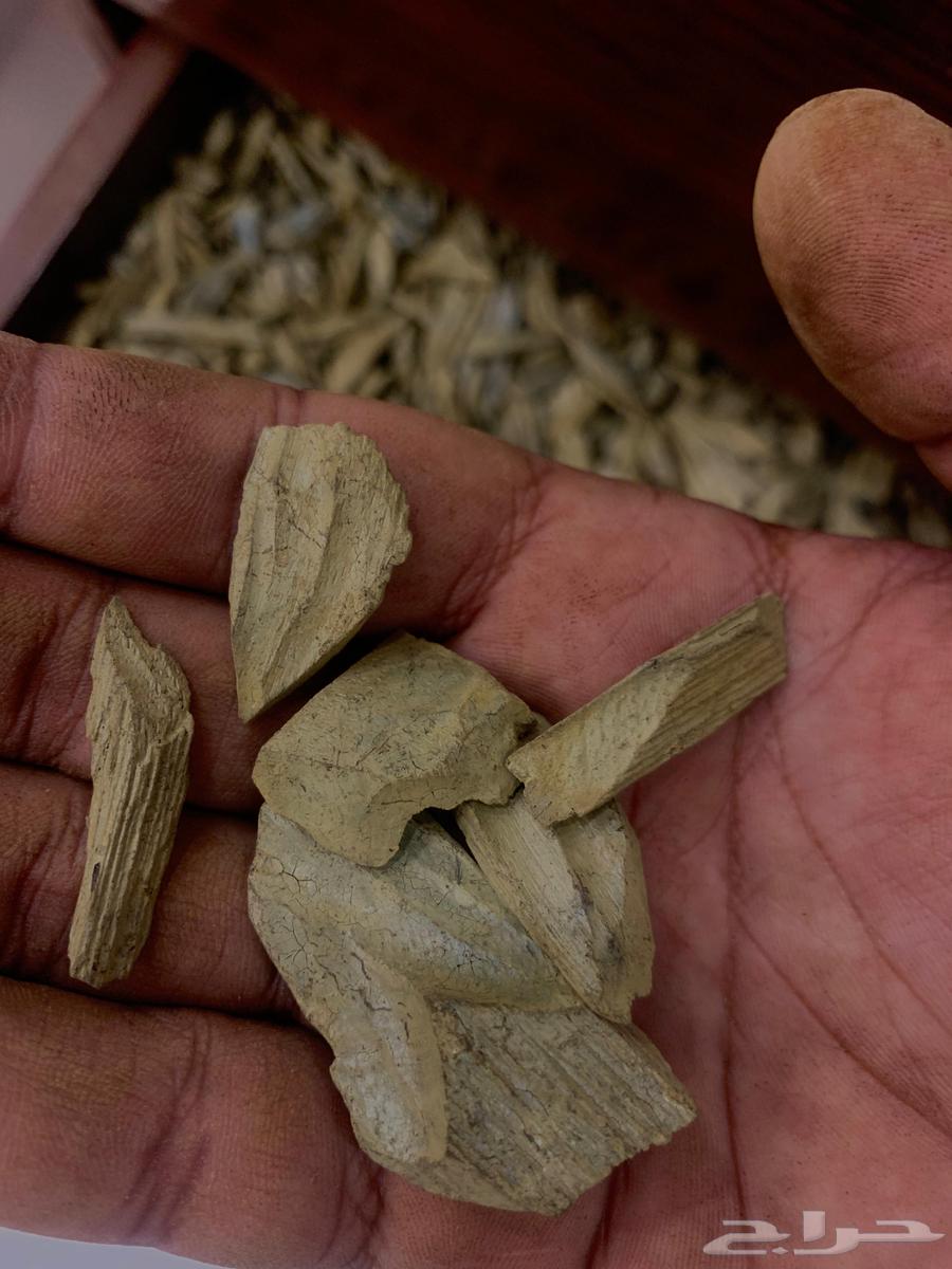 عود دقه كلمنتان ( محسن ) وقيه 9564583485055361111