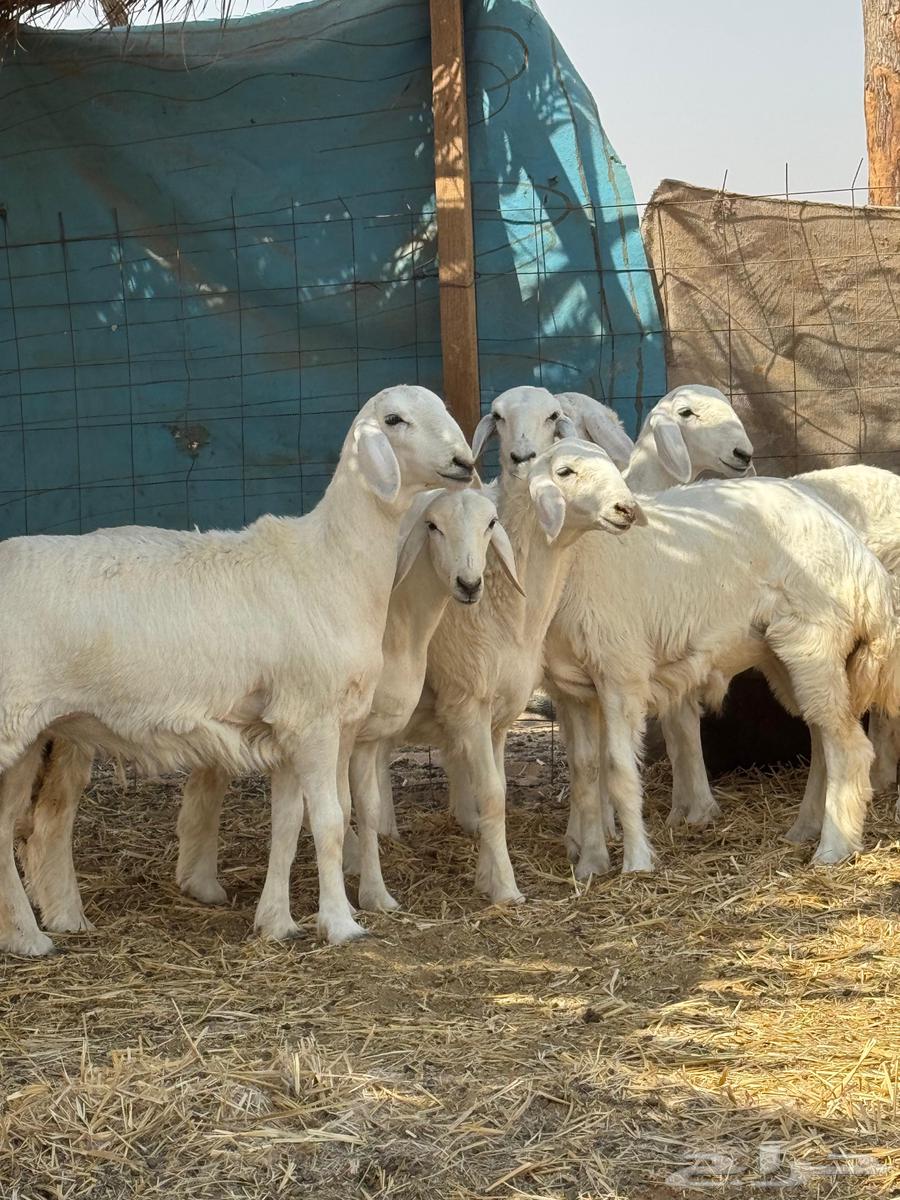 Sheep Class (Sold)64582503518081112