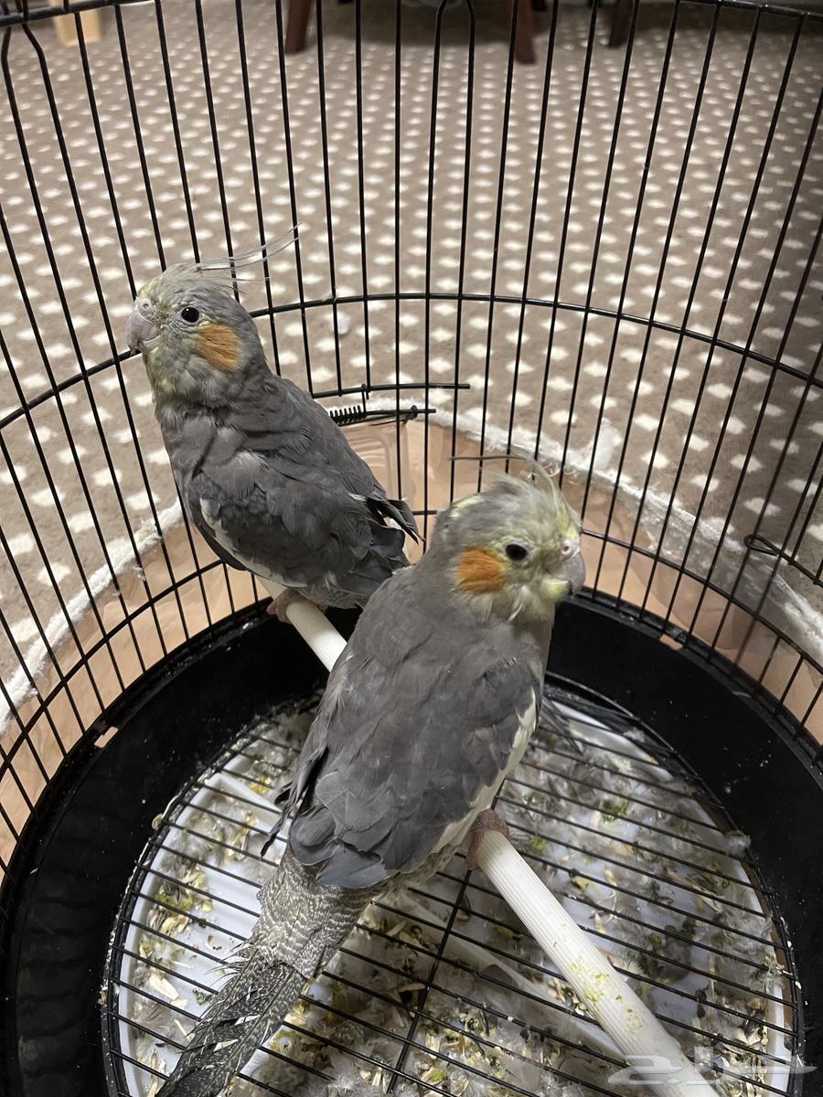 عصفورين كروان للبيع64579937950466110