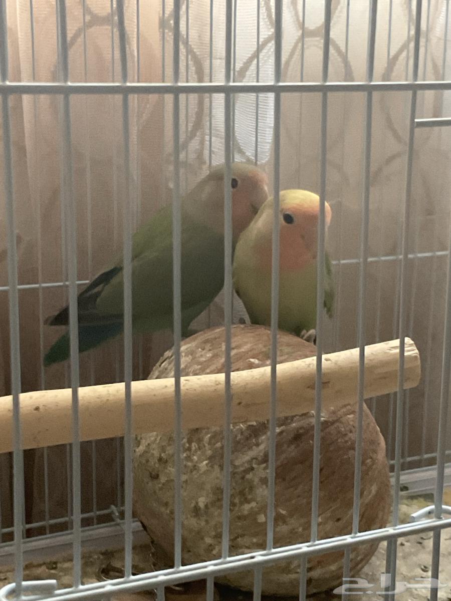 عصافير الروز  للزينه64582357620226110