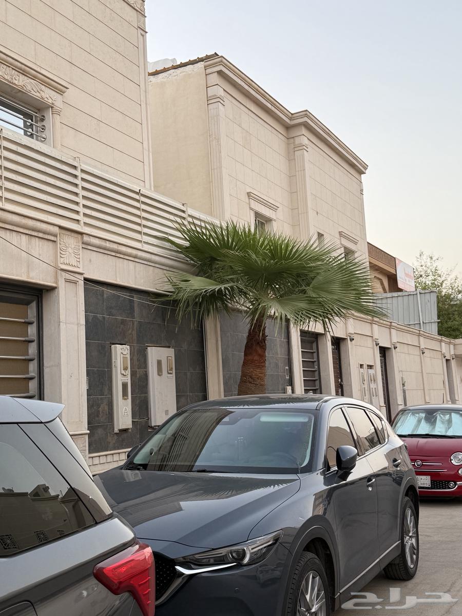 Five palm trees for sale in Riyadh64584842007554114