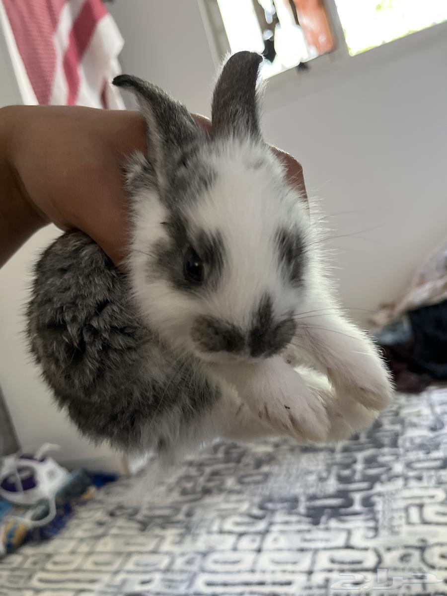 ارنب نادر هولندي64583555394435112