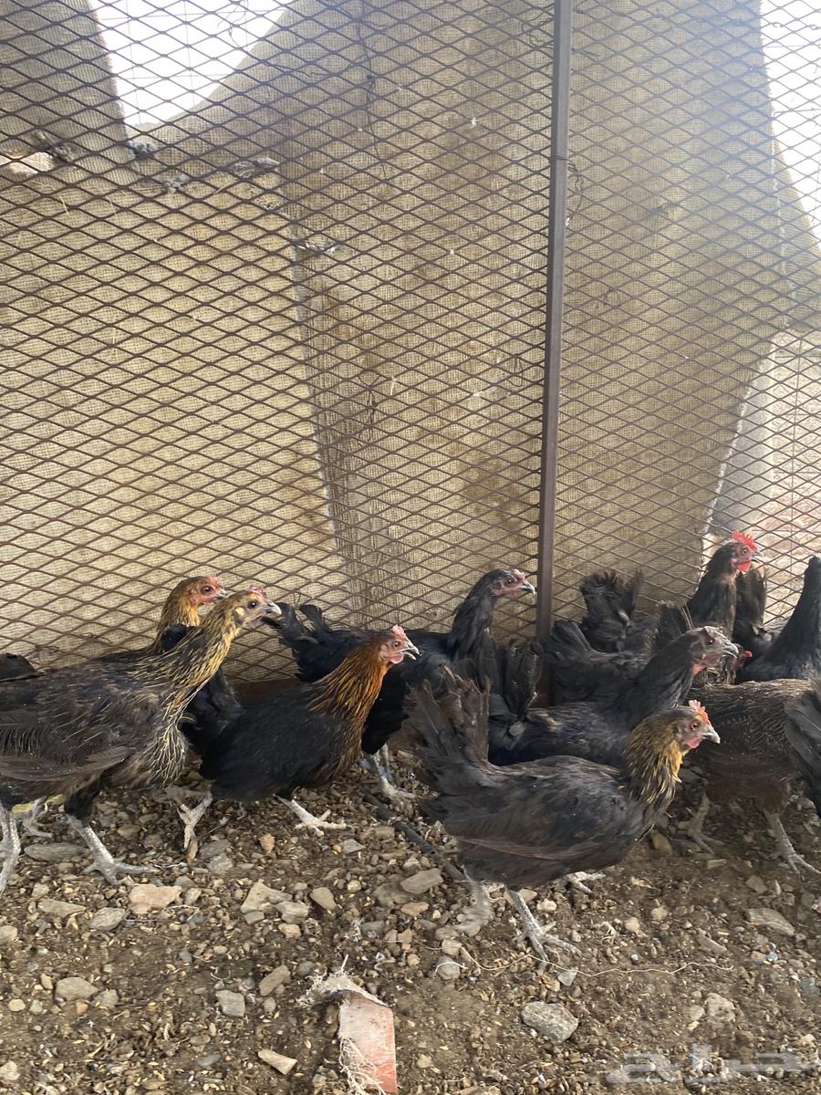 تم البيع الله يبارك لرعيه64584897769603114