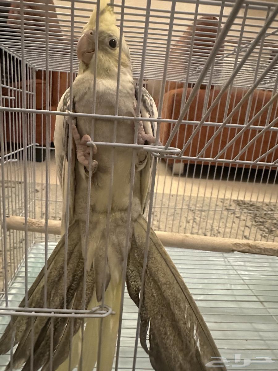 كروان كوكتيل64581759571073110