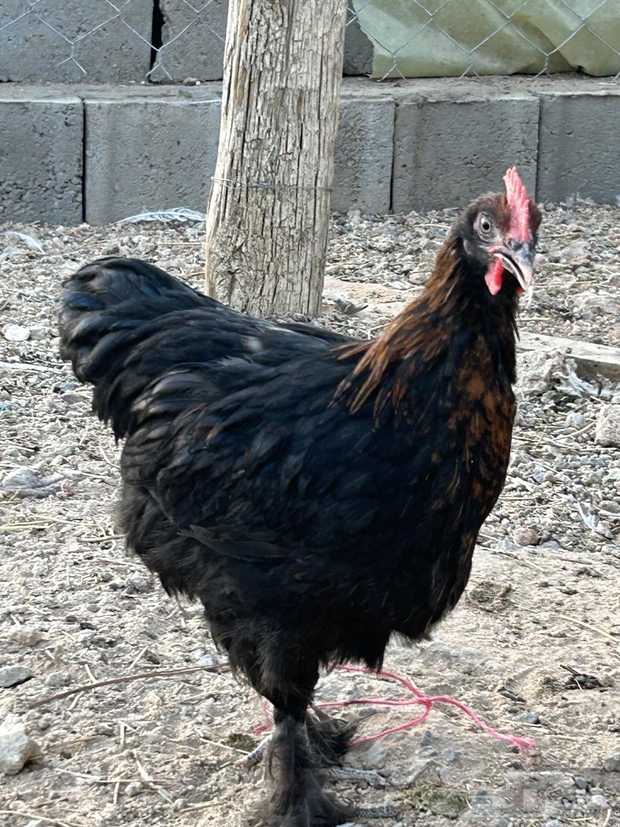 Maran64585152899841111