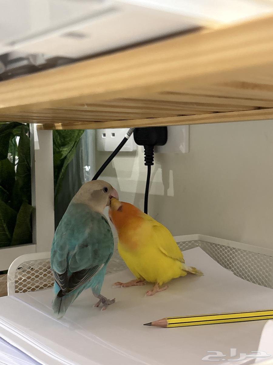 طير روز64581525204865112