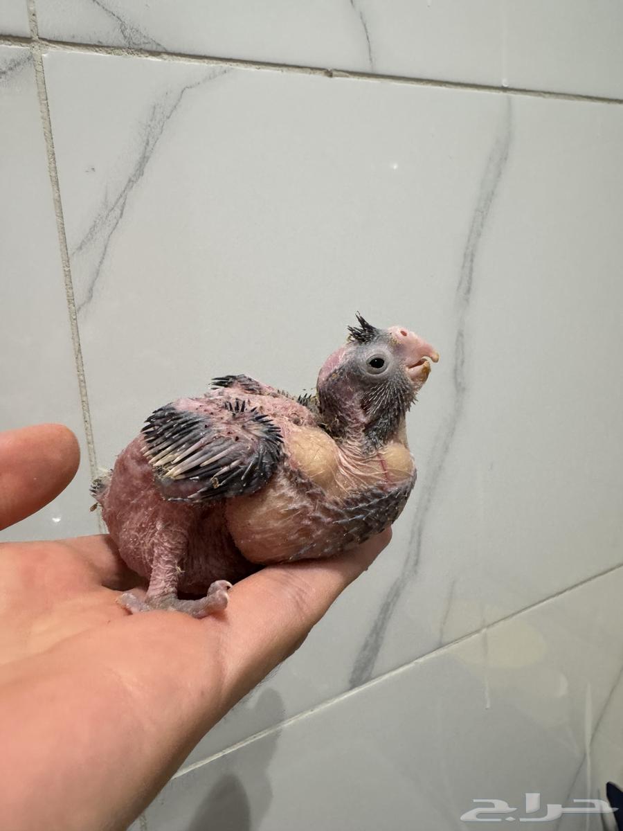 تم البيع64585868943107112