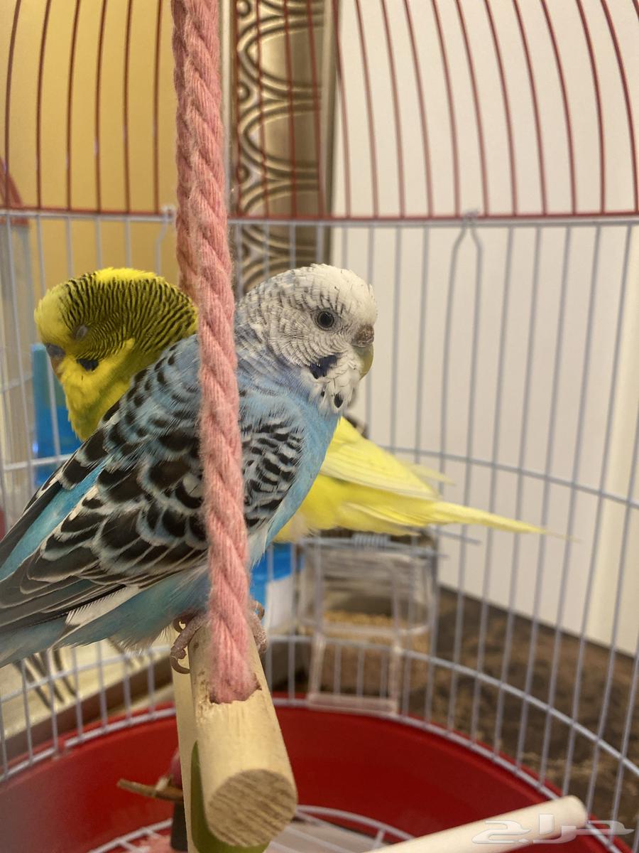 طيور للبيع مع أكل وقفص64580403563521112