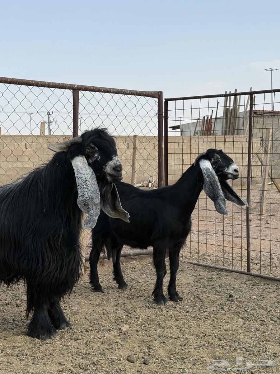 للبيع عنز عارضيه صنففف64584220662529111