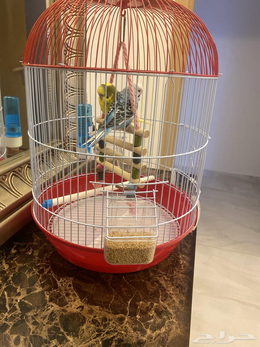 طيور للبيع مع أكل وقفص64580403563521111