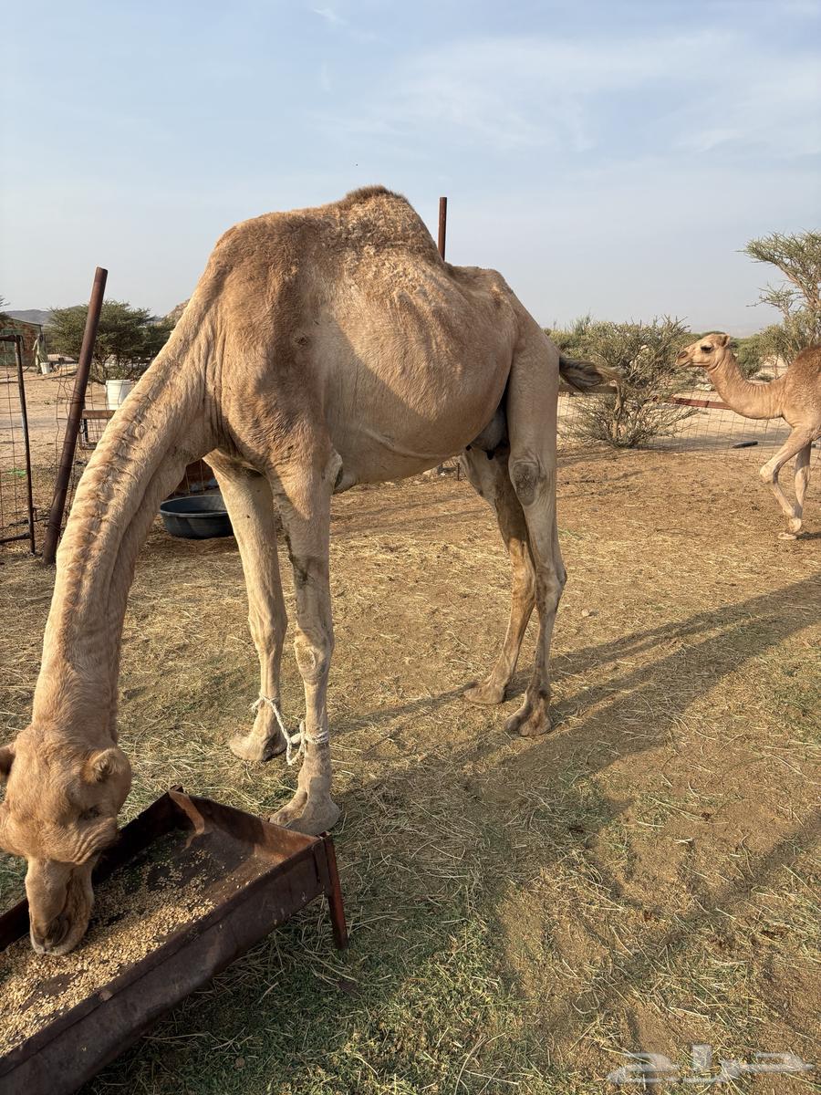 ناقه خلفه تحتهابكره مشروطه من كل ذارب موقعها قياء64581141604994112