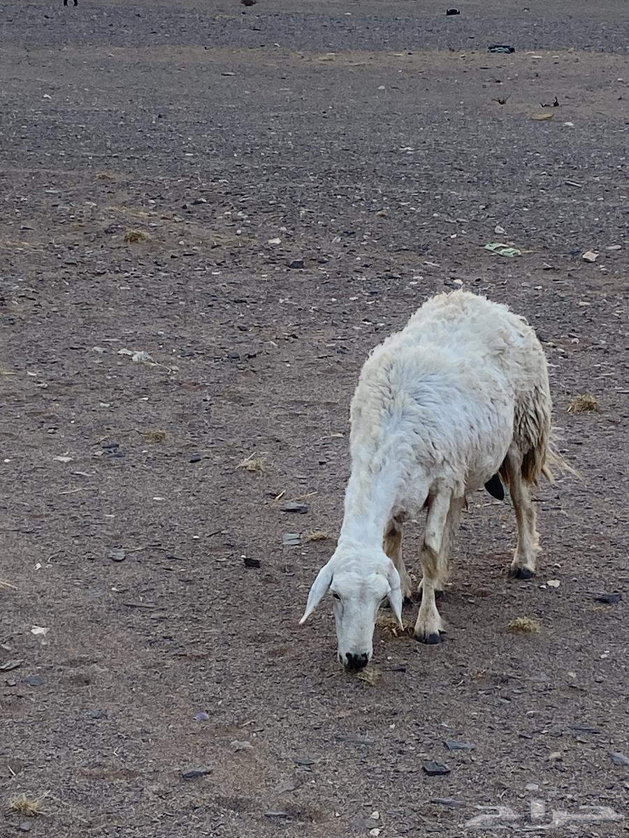 غنم حريات العدد 20 معها 8 غنم بر الموقع الحناكيه64581073147521113