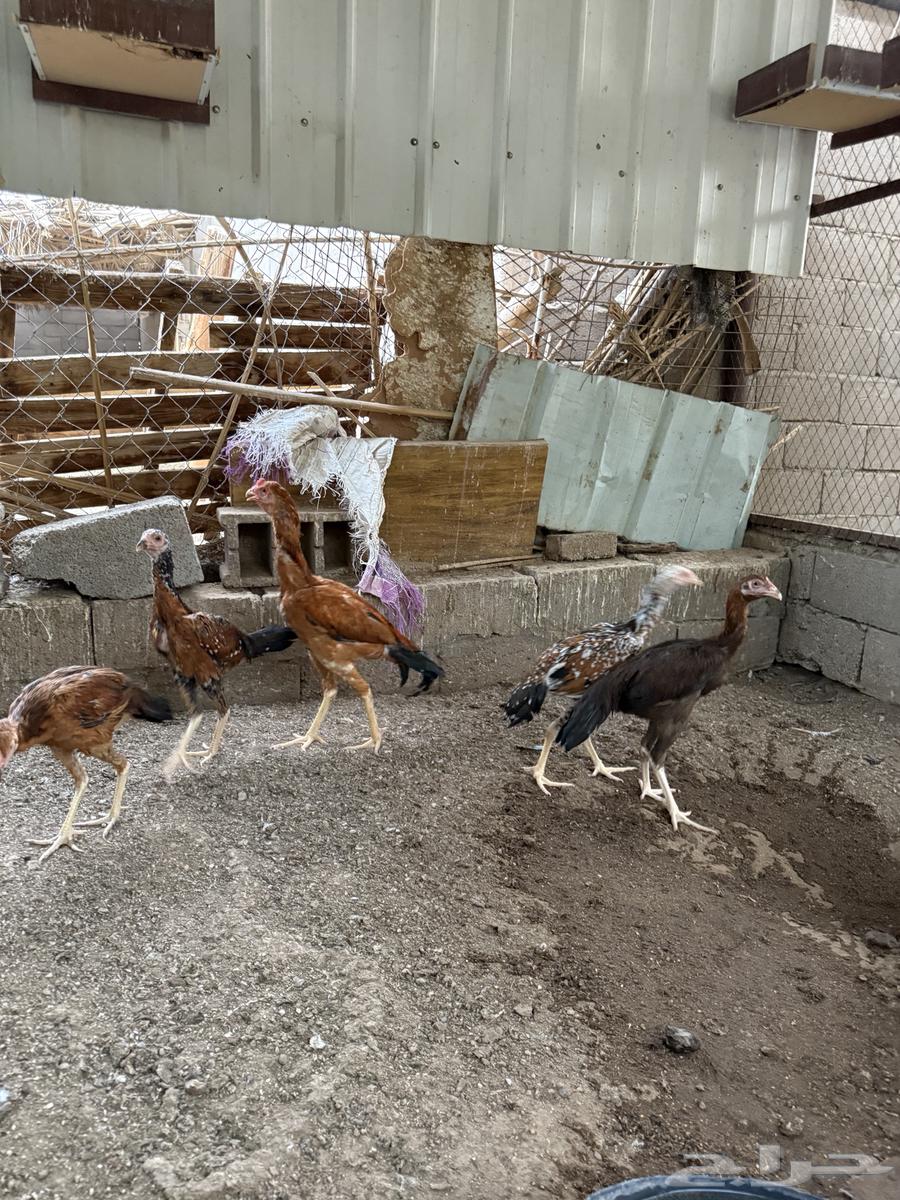 فروخ سندي نسل غبشان64582048650497113