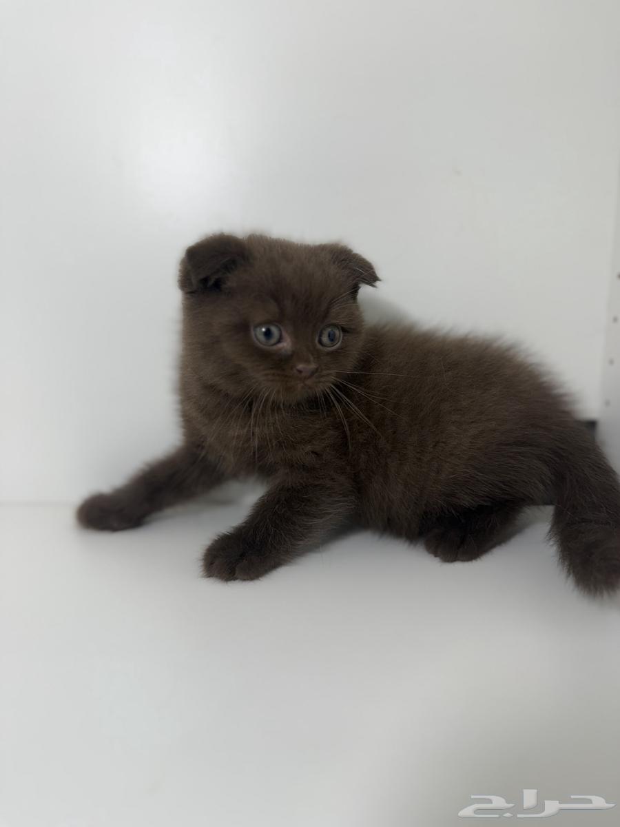 قط ذكر سكوتش فولد شوكلت مسجل64585955483010114