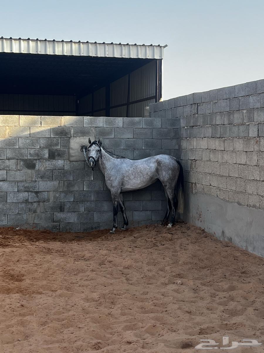 فرس جزيريه64409505460995113