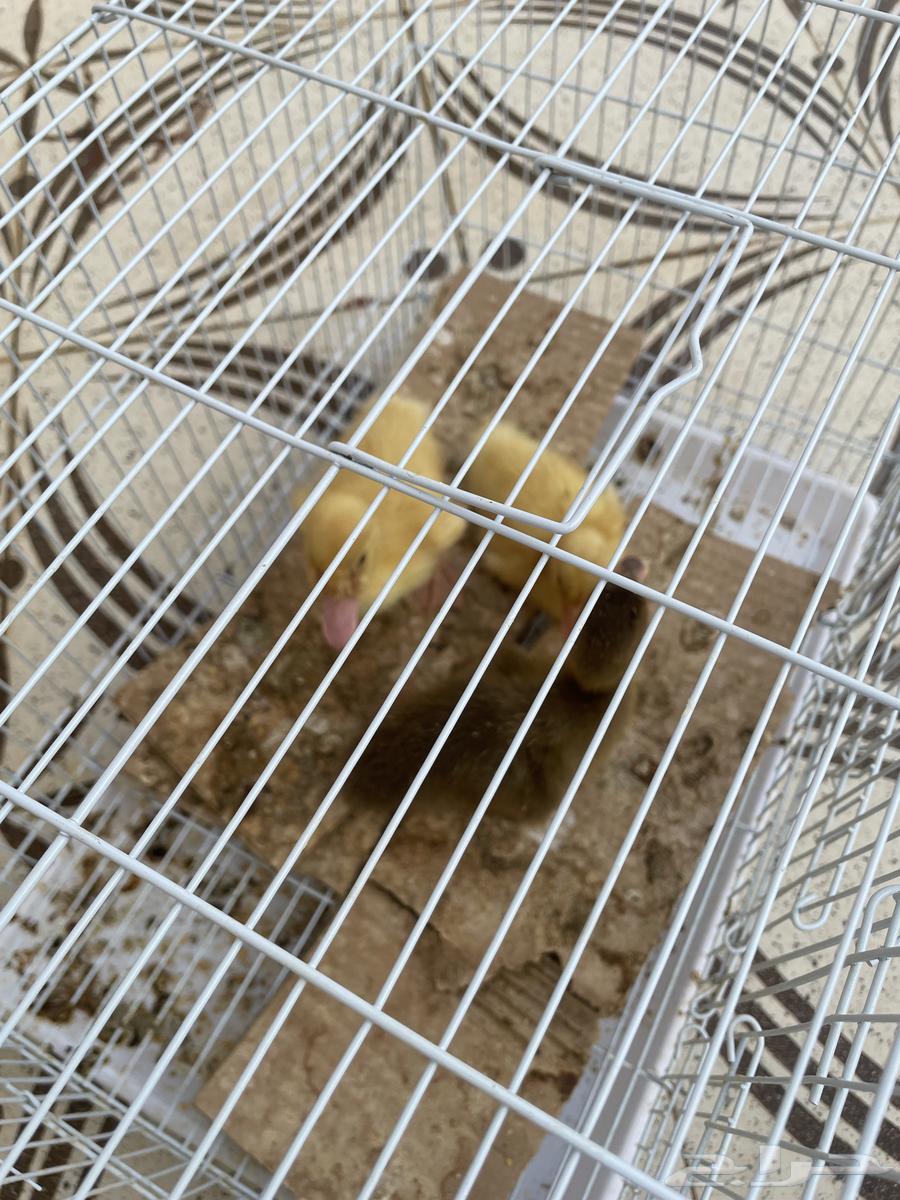 بط للبيع64584701603331110