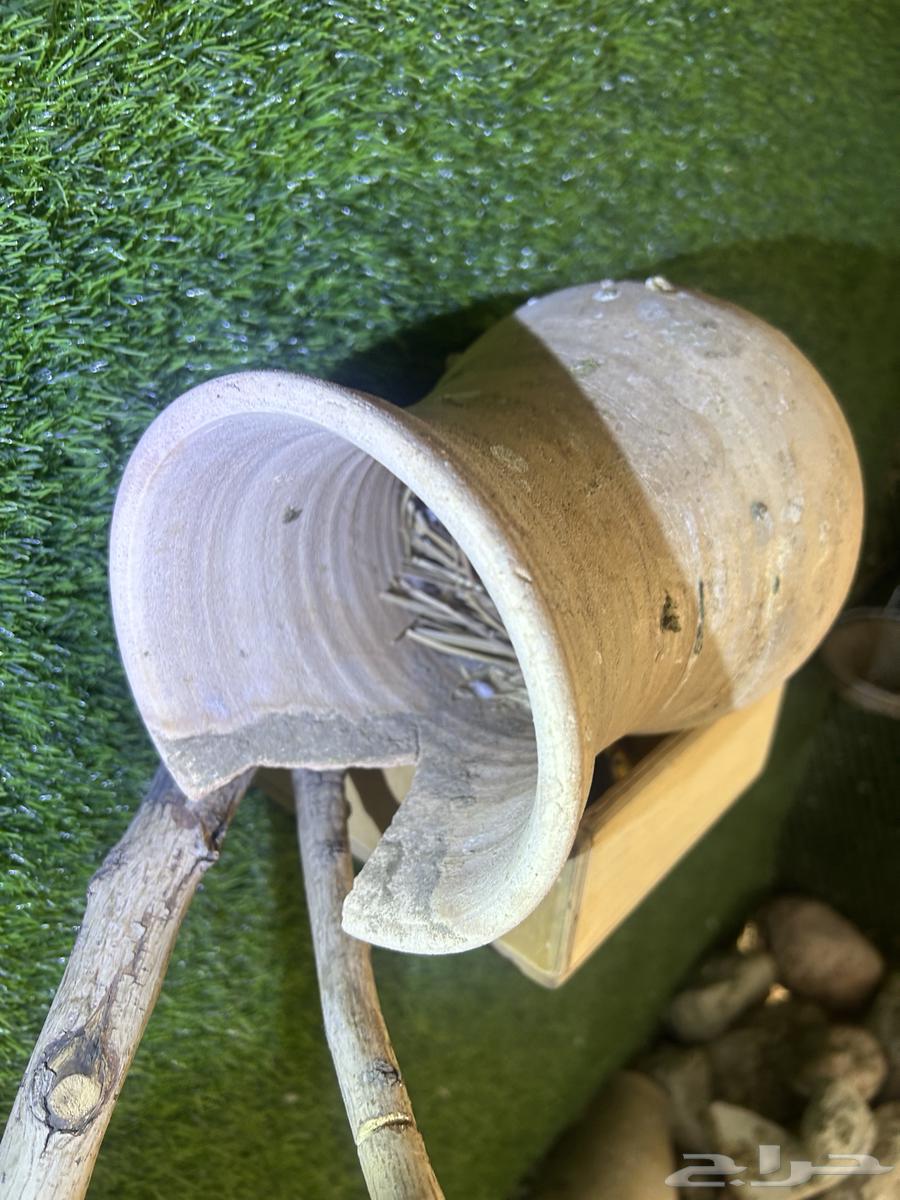 طيور الجاوا64583443530499113