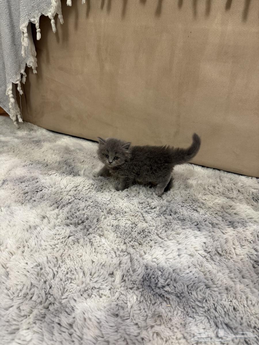 قطة للبيع 300 ريال64583011887489112