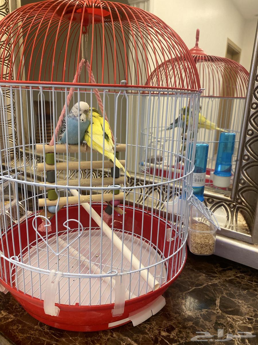طيور للبيع مع أكل وقفص64580403563521110