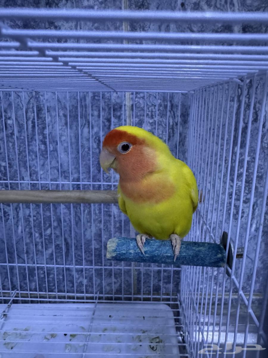 Birds of the Day64586526673923113