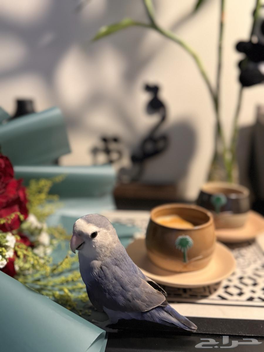 روز اليف ابغى فيه 30064580157444611110