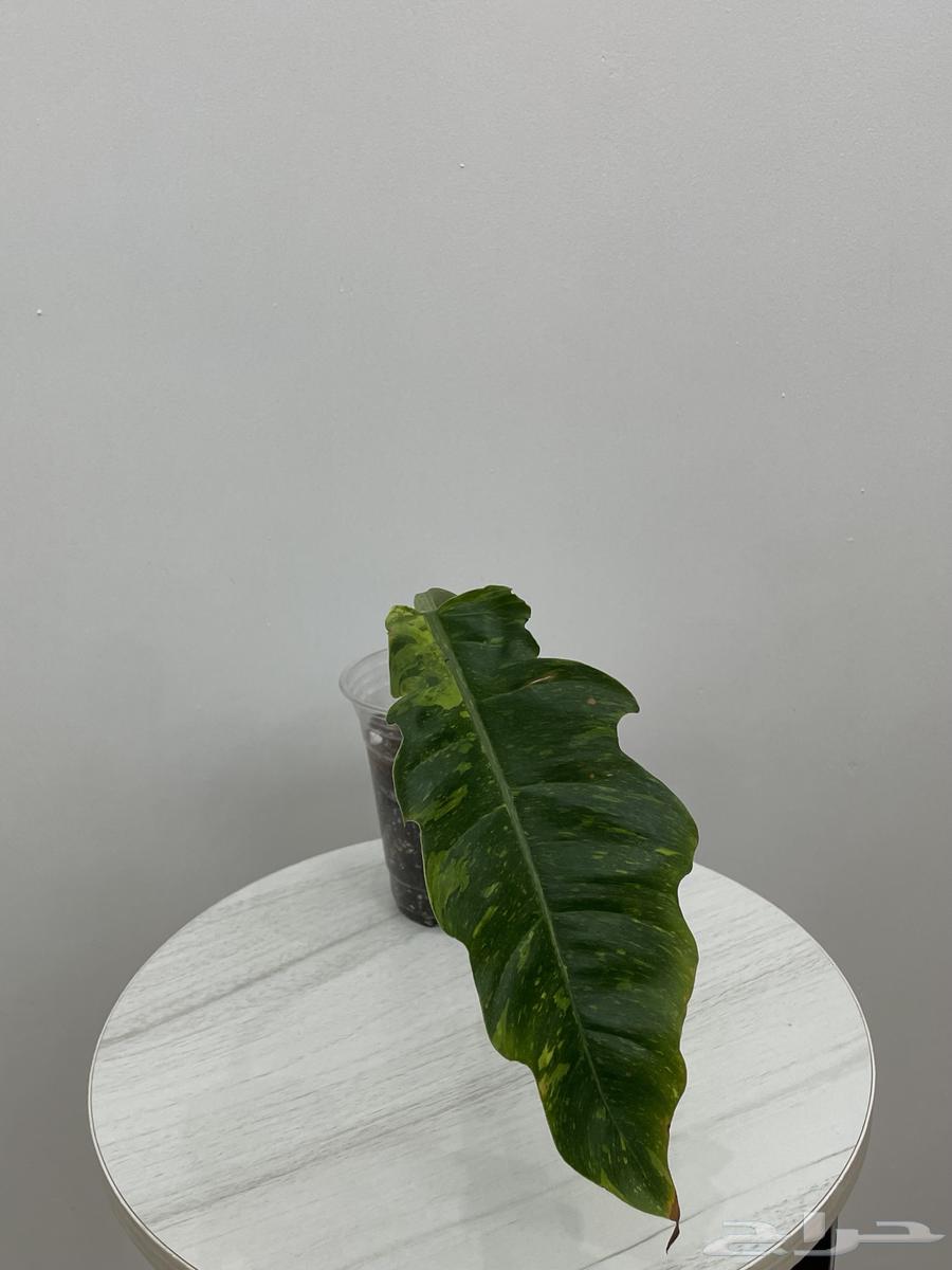 نباتات طبيعية64584305900673113