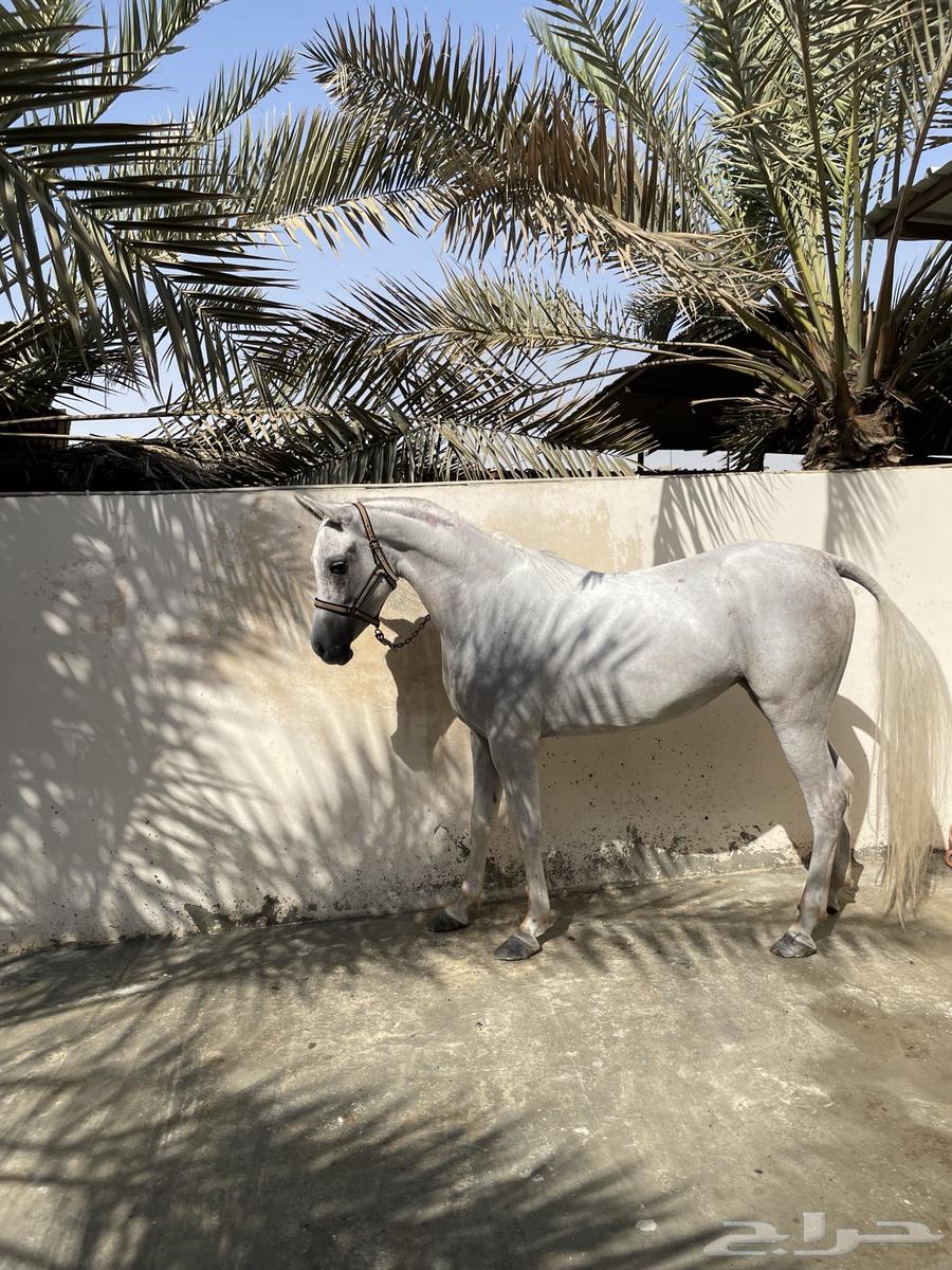 فرس شعبيه64581374974595111