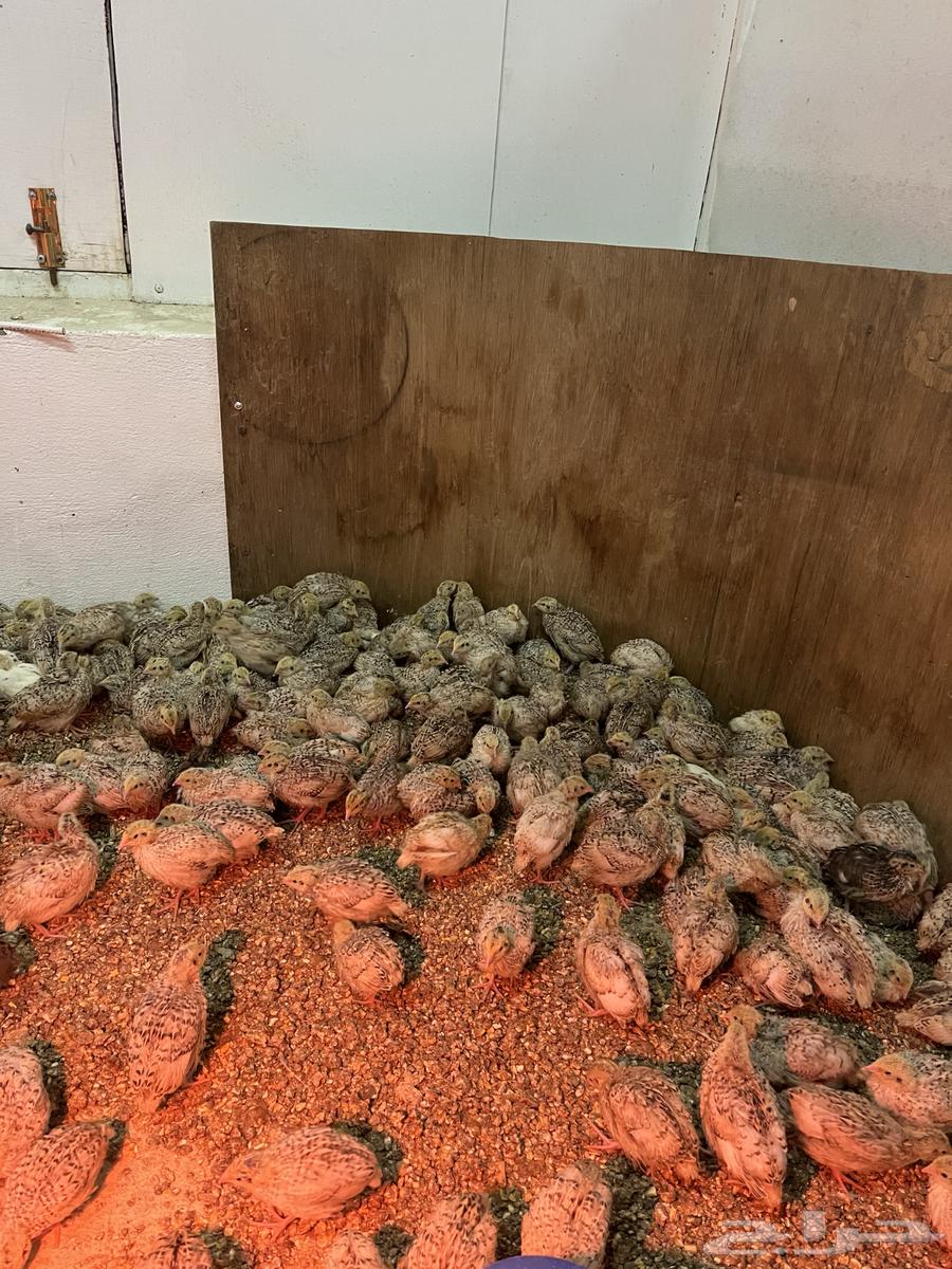 سمان جامبو كريمي64585695822467111