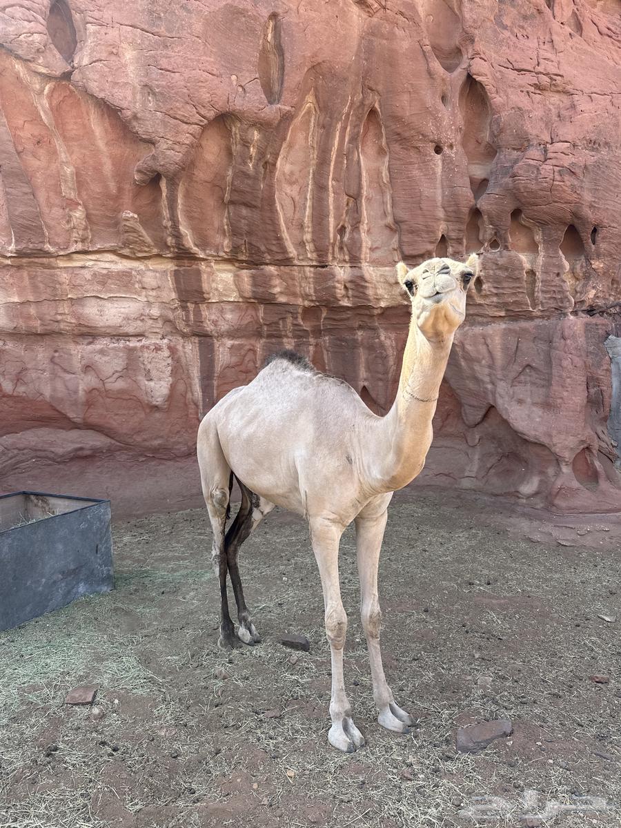 بكرة للبيع64582813157378111