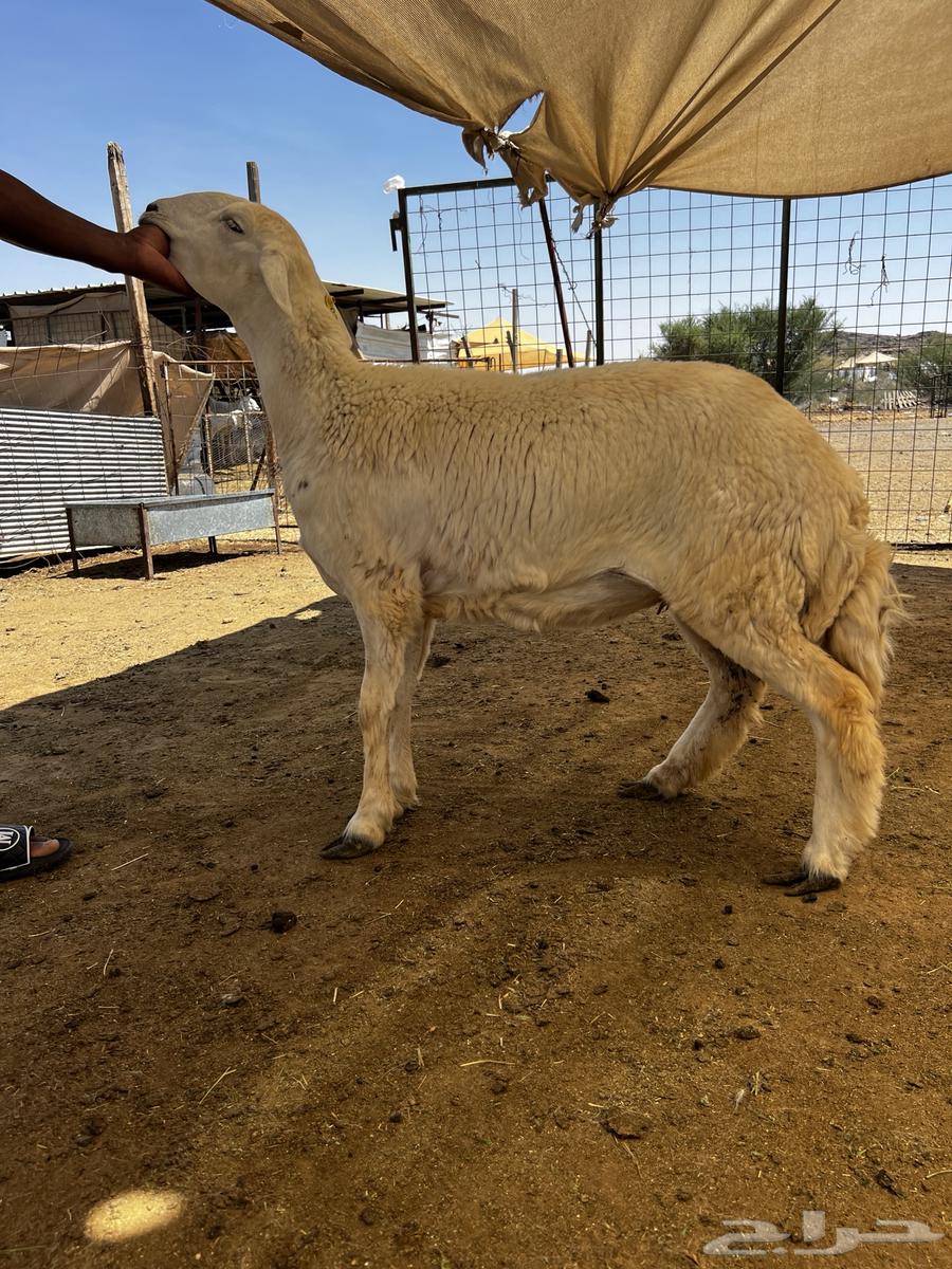 رخال حري للبيع64581402155394111