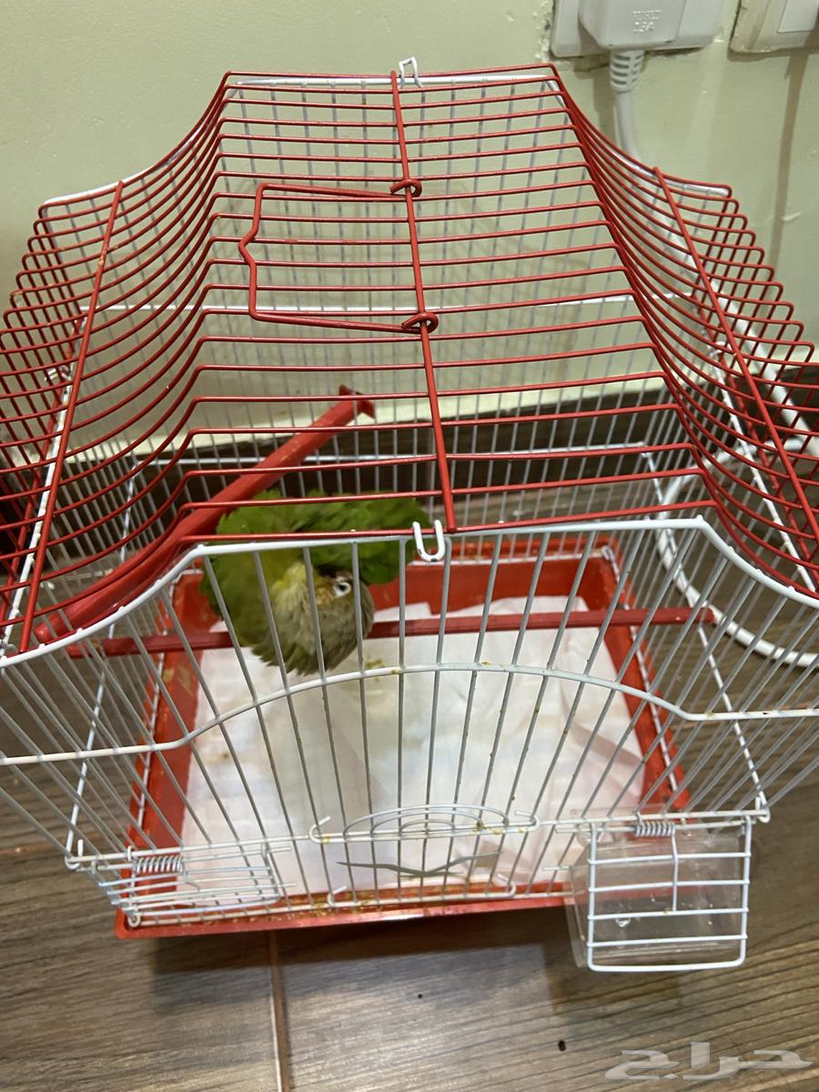 فرخ كنيور للبيع64583682805506110