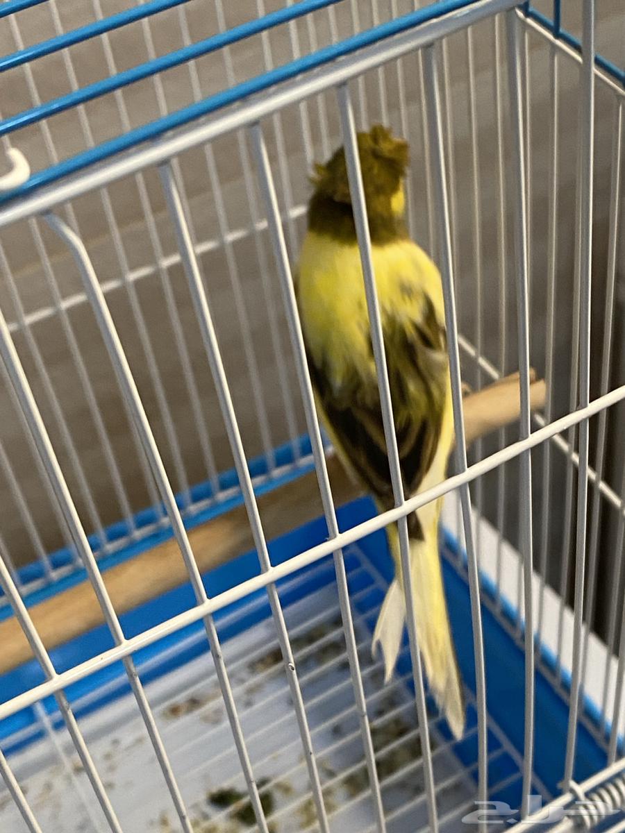 Syrian Canary64584277693697114