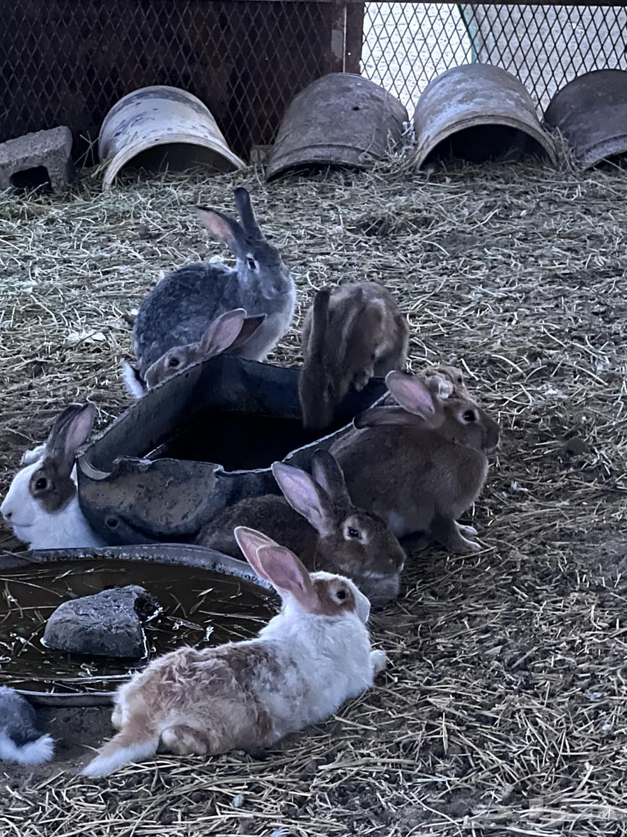 أرانب بلدي64574818652033110