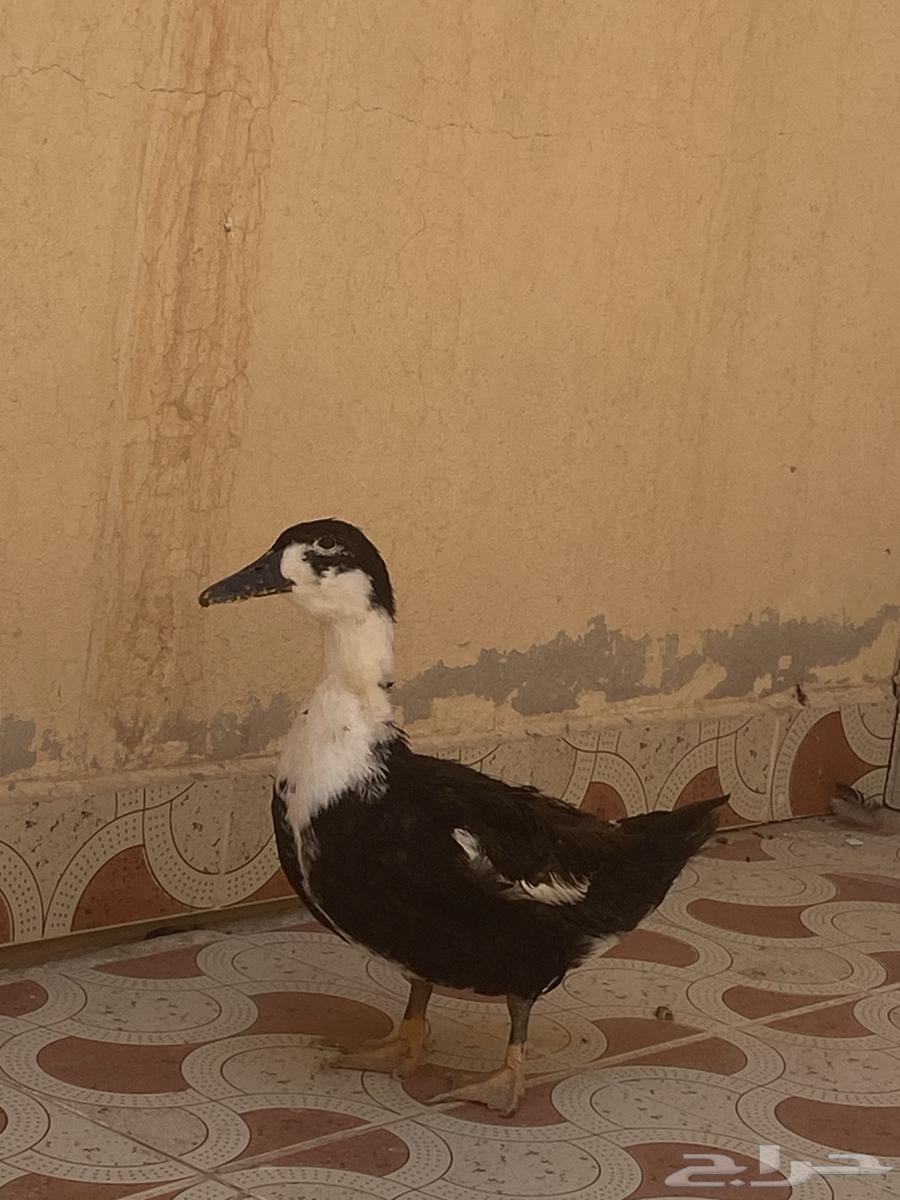 بط للبيع64587876586113110