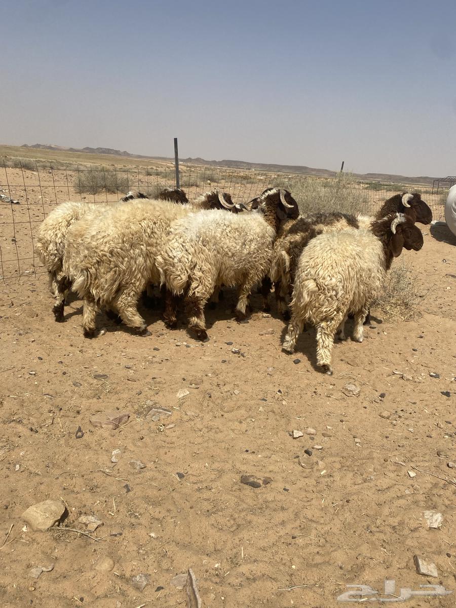 بهم نعيم جذعان جبره64581732414337110