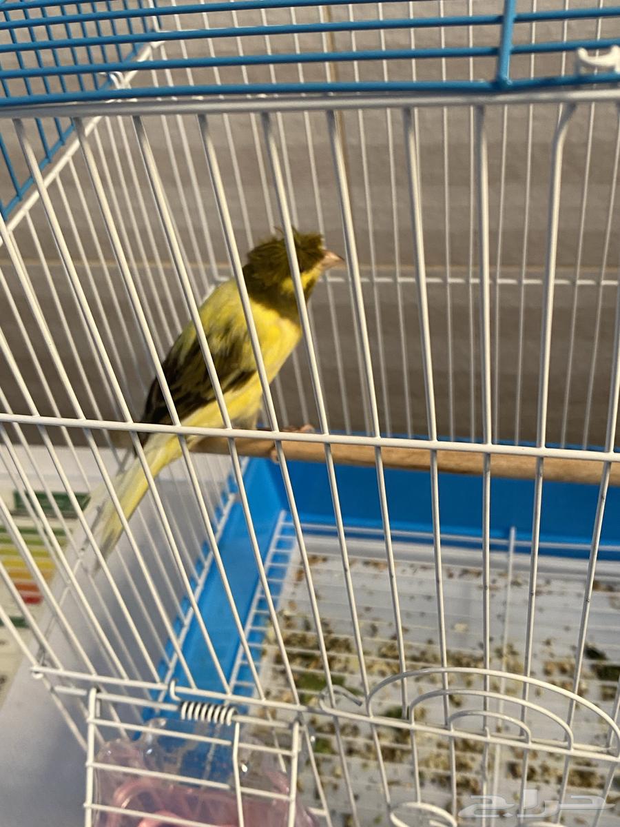 Syrian Canary64584277693697110