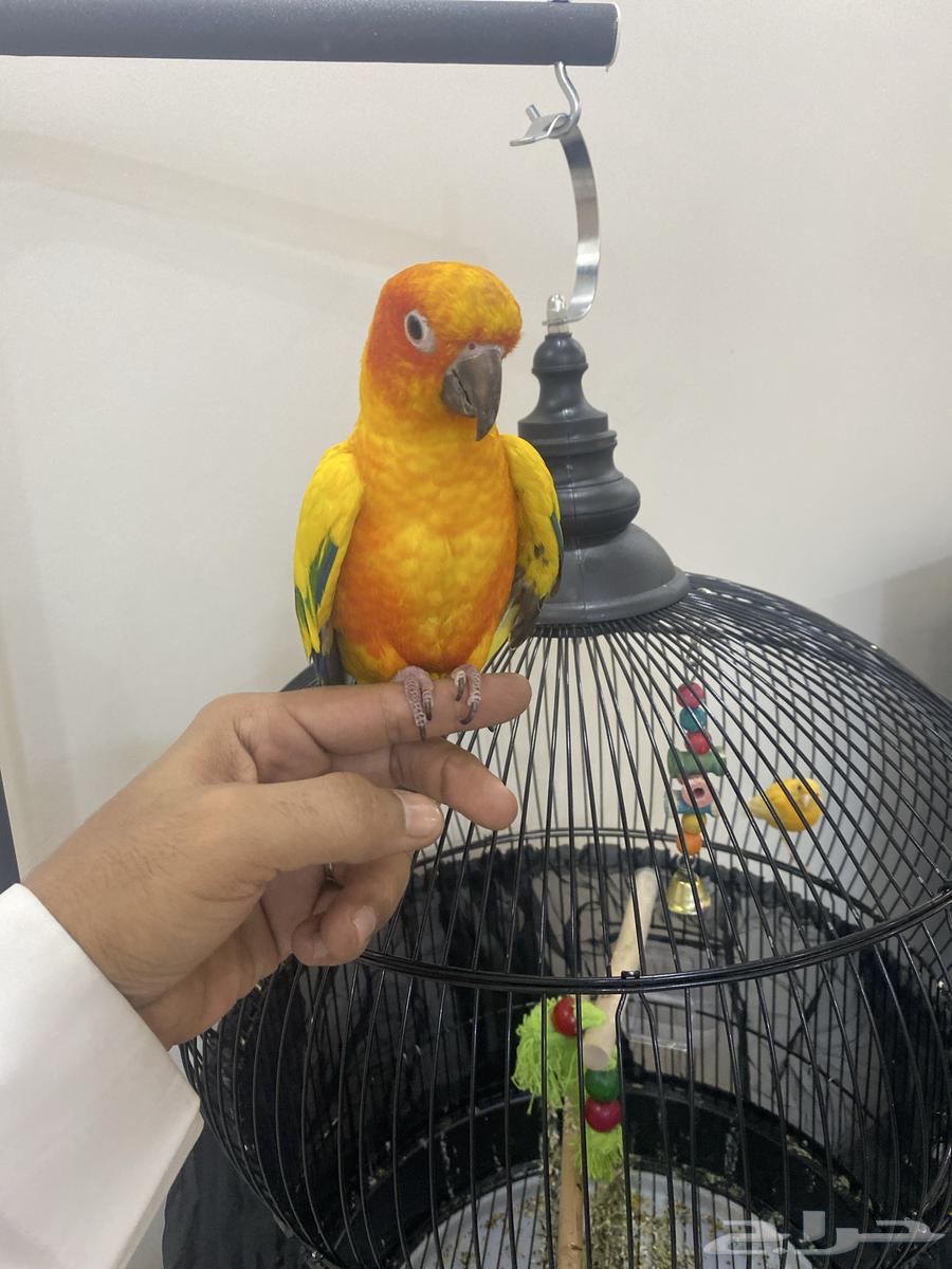 ببغباء كنيور صن64582131911554112